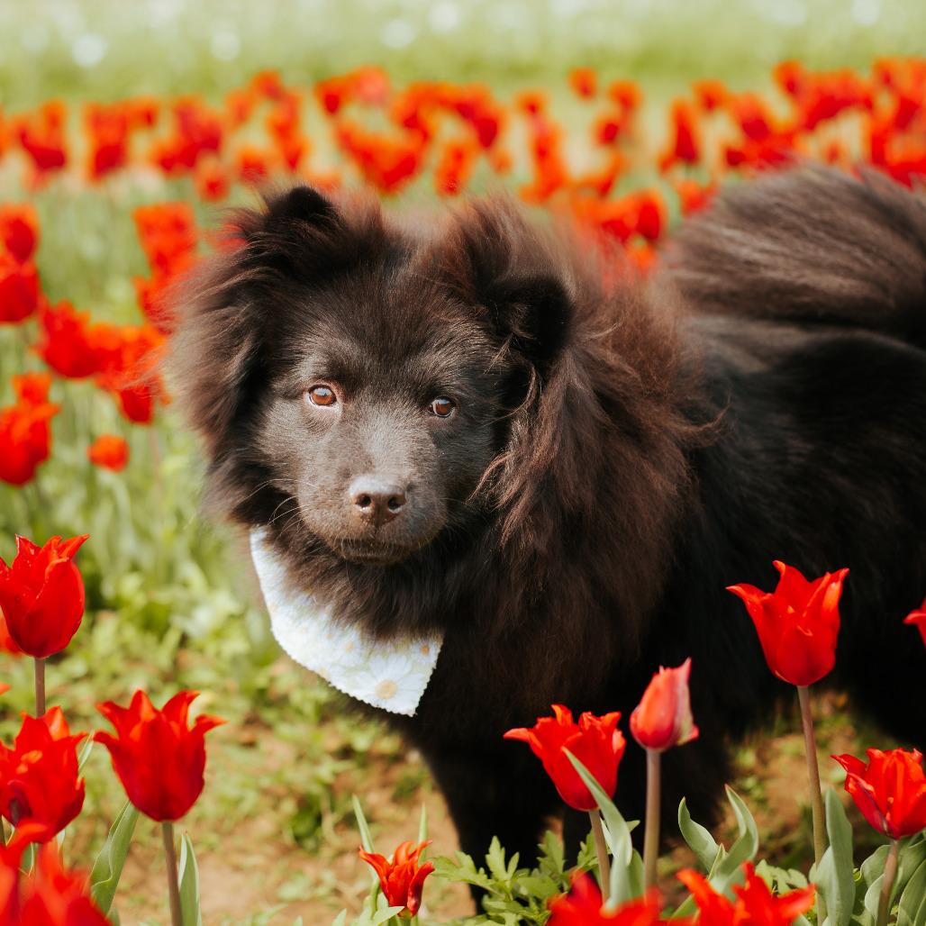 Enlarge Ilona, a Adoptable Chow Chow in Northbrook, IL image 3/6