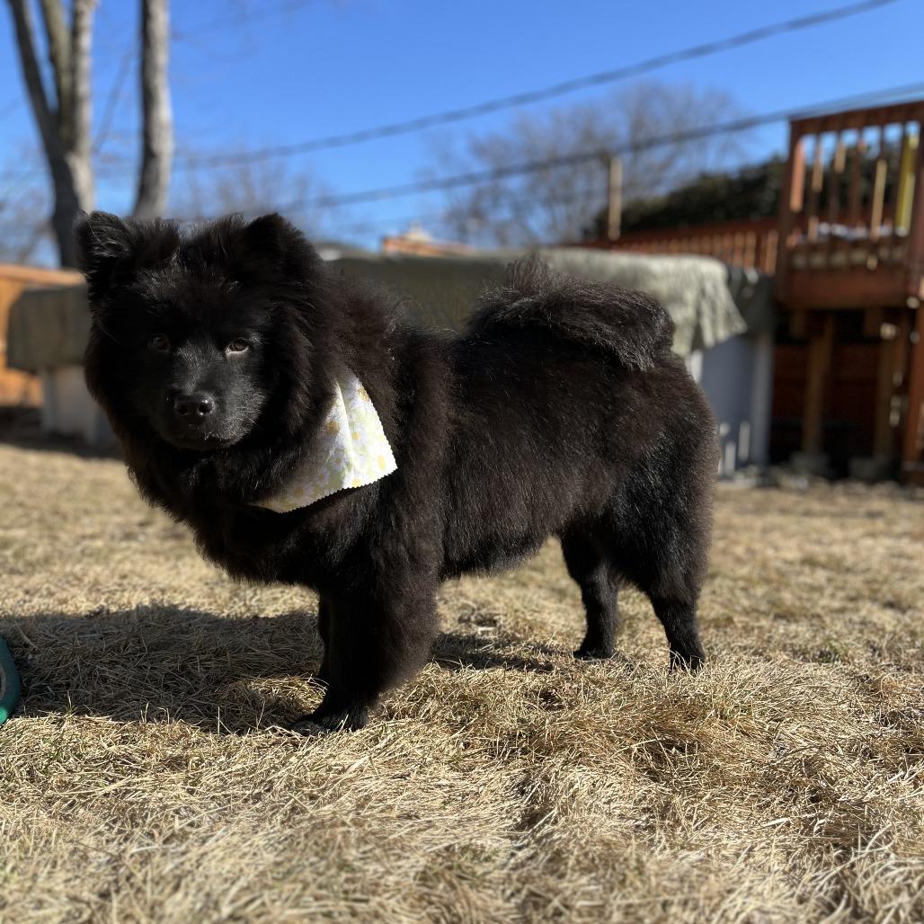 Enlarge Ilona, a Adoptable Chow Chow in Northbrook, IL image 4/6