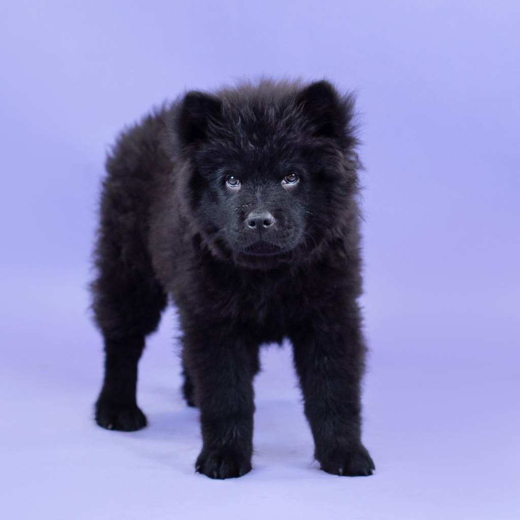 Enlarge Ilona, a Adoptable Chow Chow in Northbrook, IL image 5/6