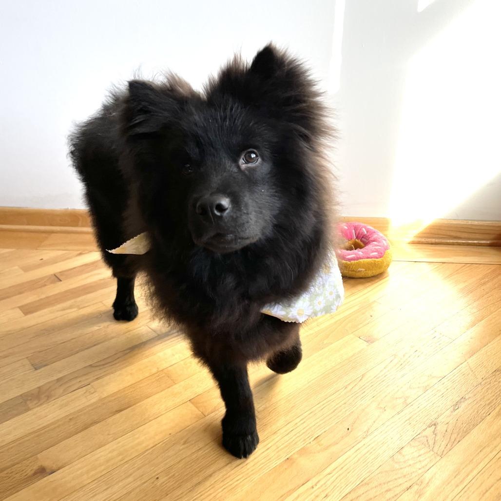 Enlarge Ilona, a Adoptable Chow Chow in Northbrook, IL image 6/6