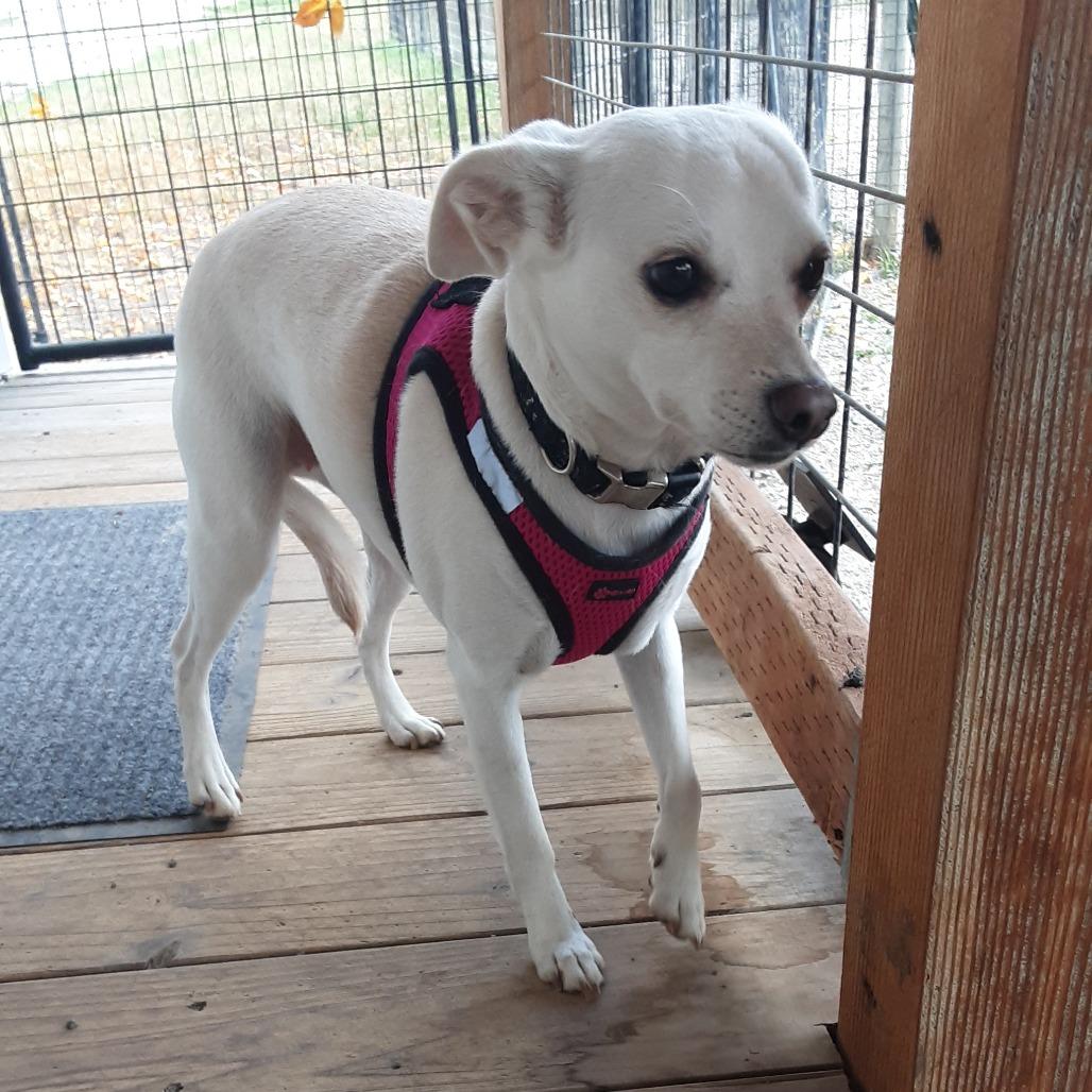 Charlie, Adoptable, Adult Female Chihuahua.
