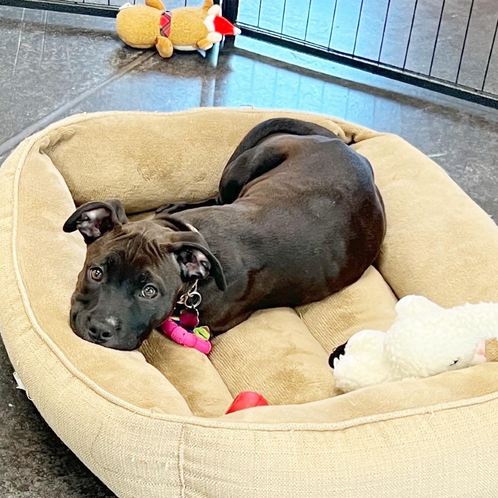 Carol, Adoptable, Puppy Female Labrador Retriever.