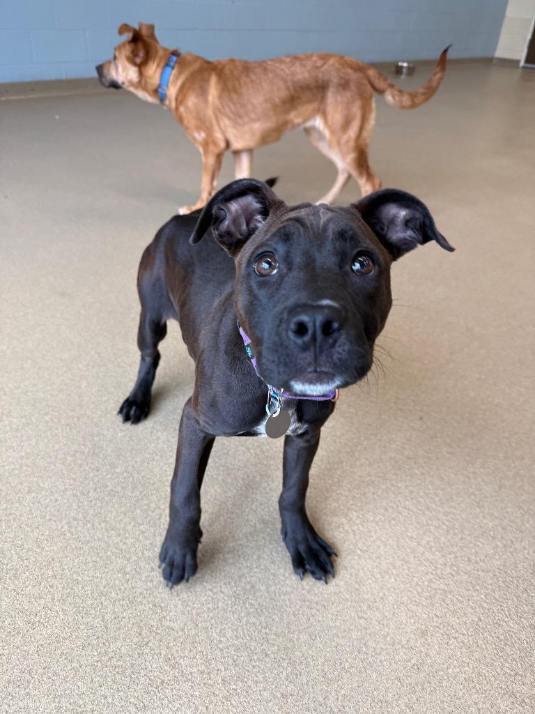 Enlarge Carol, a Adoptable mixed breed in North Syracuse, NY image 2/3