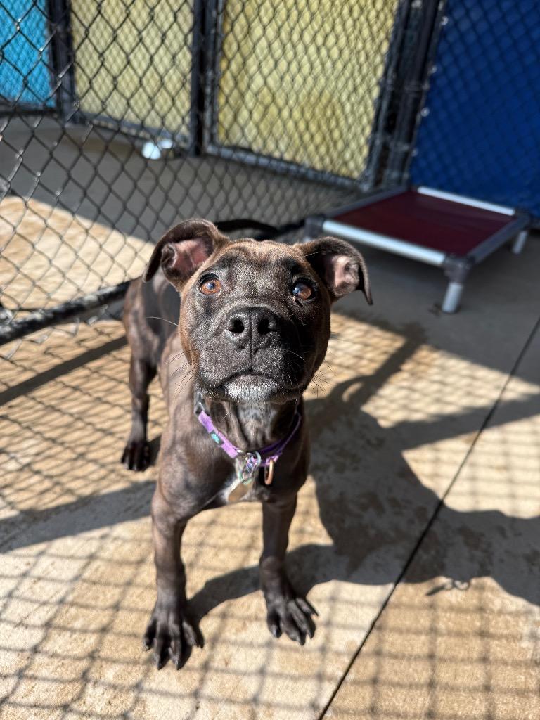 Carol, a Adoptable mixed breed in North Syracuse, NY image 3/5