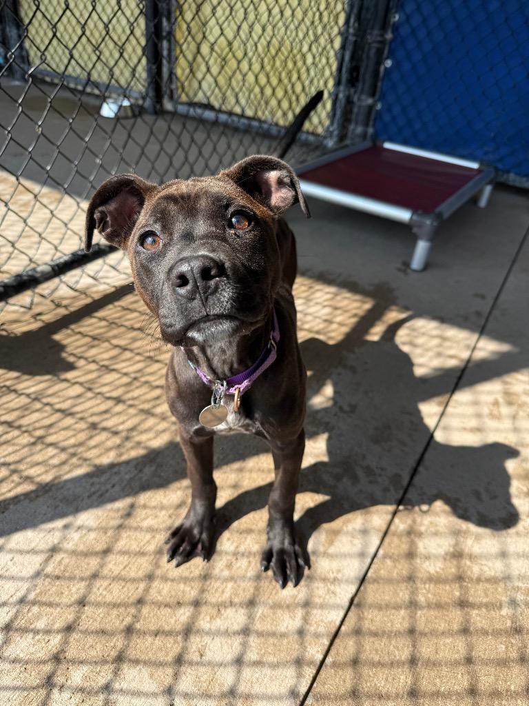 Carol, a Adoptable mixed breed in North Syracuse, NY image 4/5