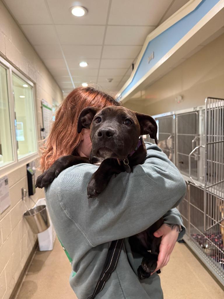 Enlarge Carol, a Adoptable mixed breed in North Syracuse, NY image 3/3