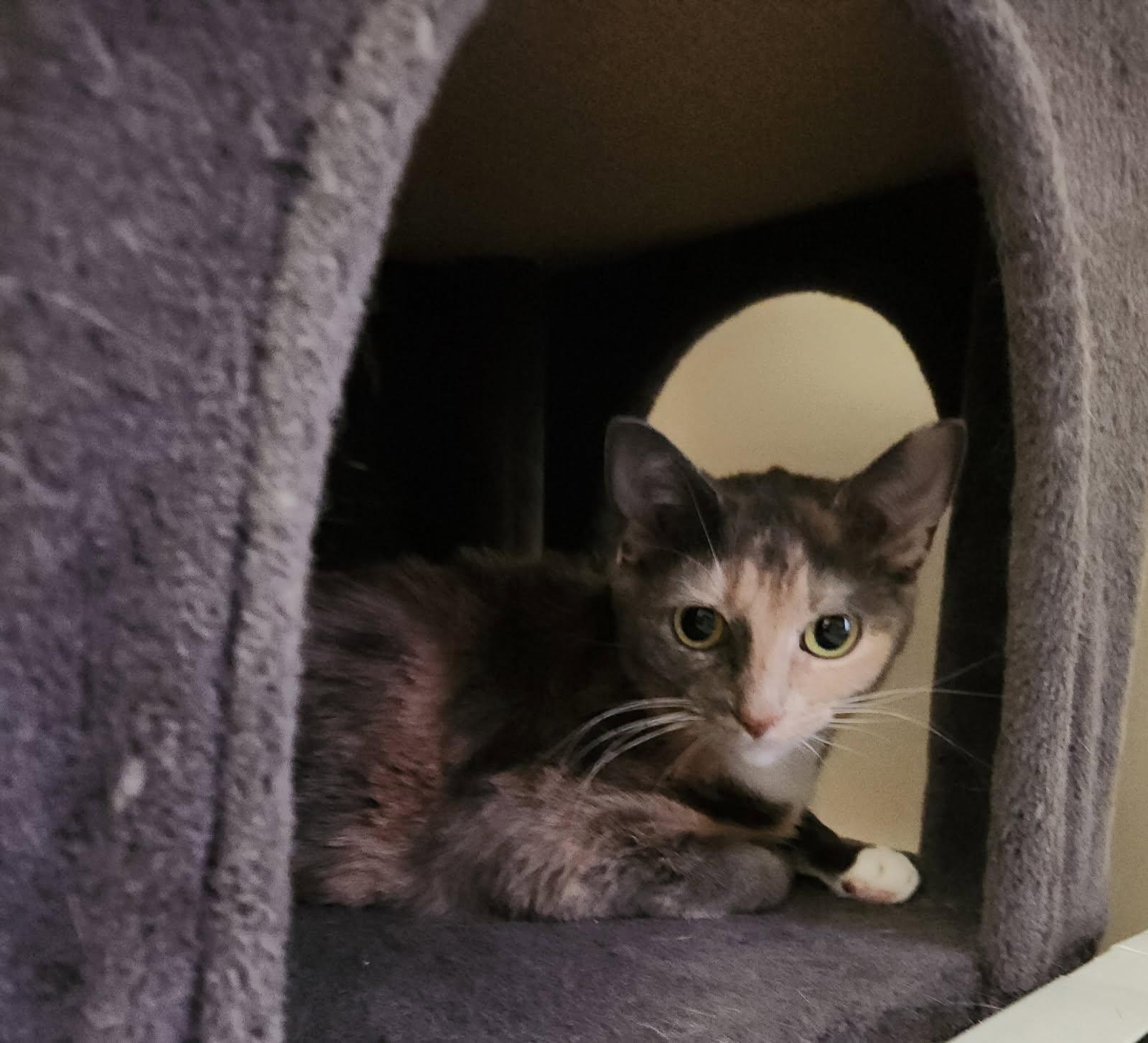 Nina, Adoptable, Adult Female Domestic Short Hair.