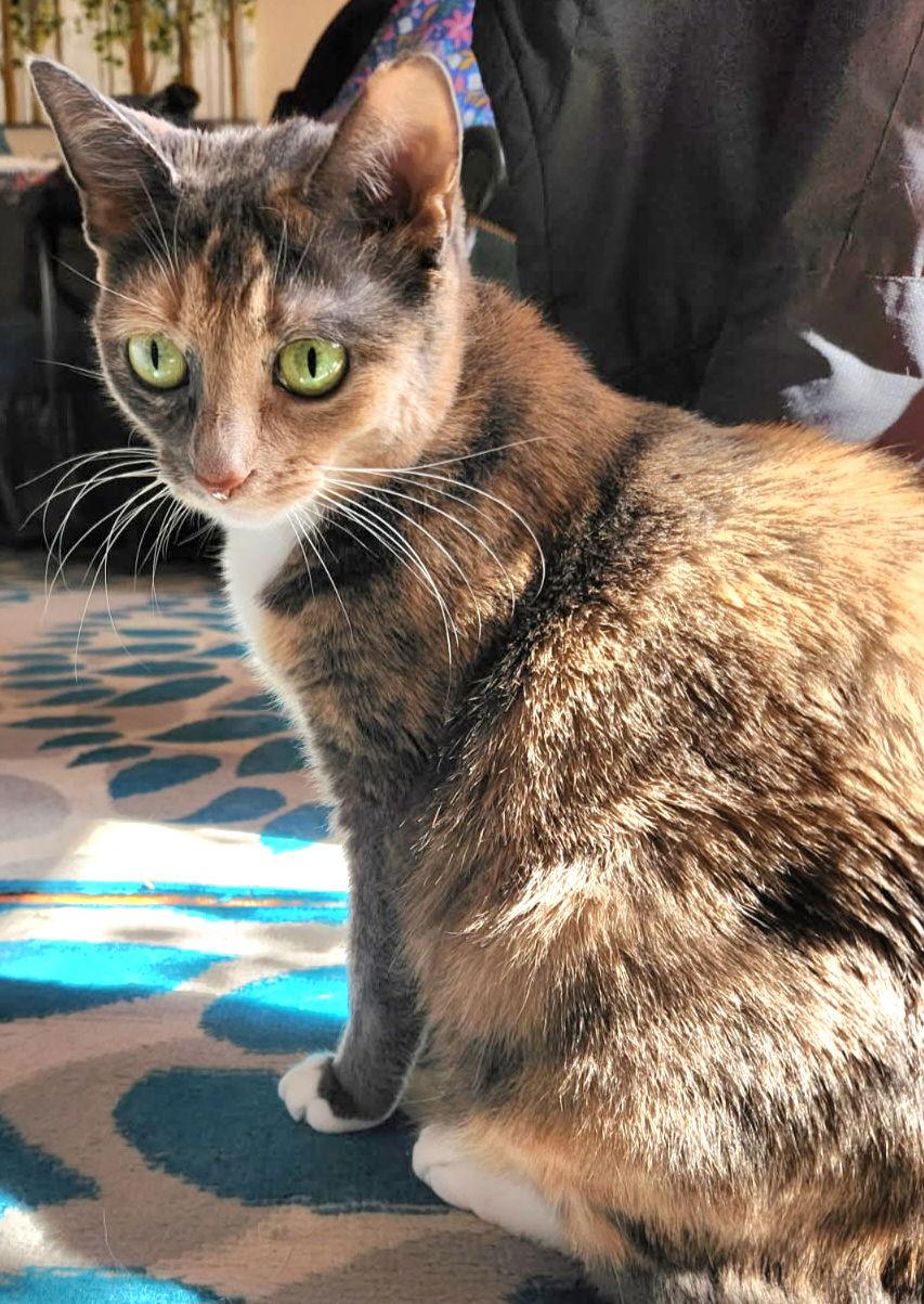 Enlarge Nina, a Adoptable Domestic Short Hair in Trenton, NJ image 2/3