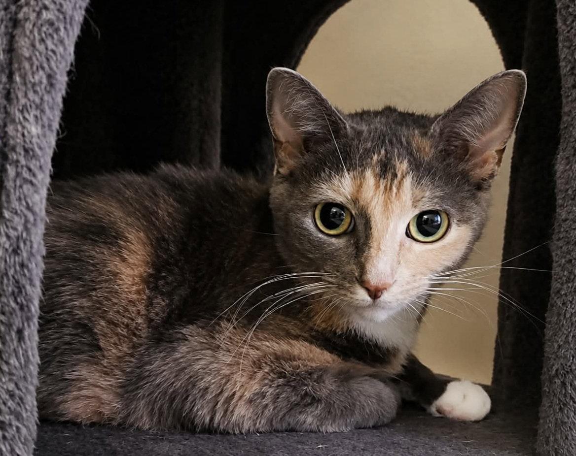 Nina, a Adoptable Domestic Short Hair in Trenton, NJ image 2/3