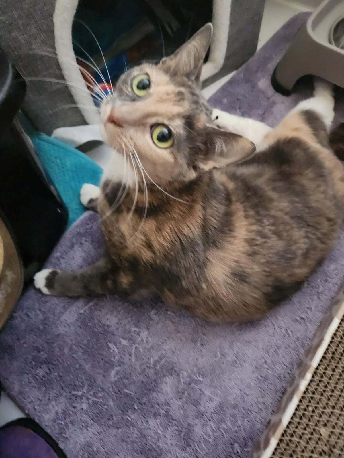 Enlarge Nina, a Adoptable Domestic Short Hair in Trenton, NJ image 3/3