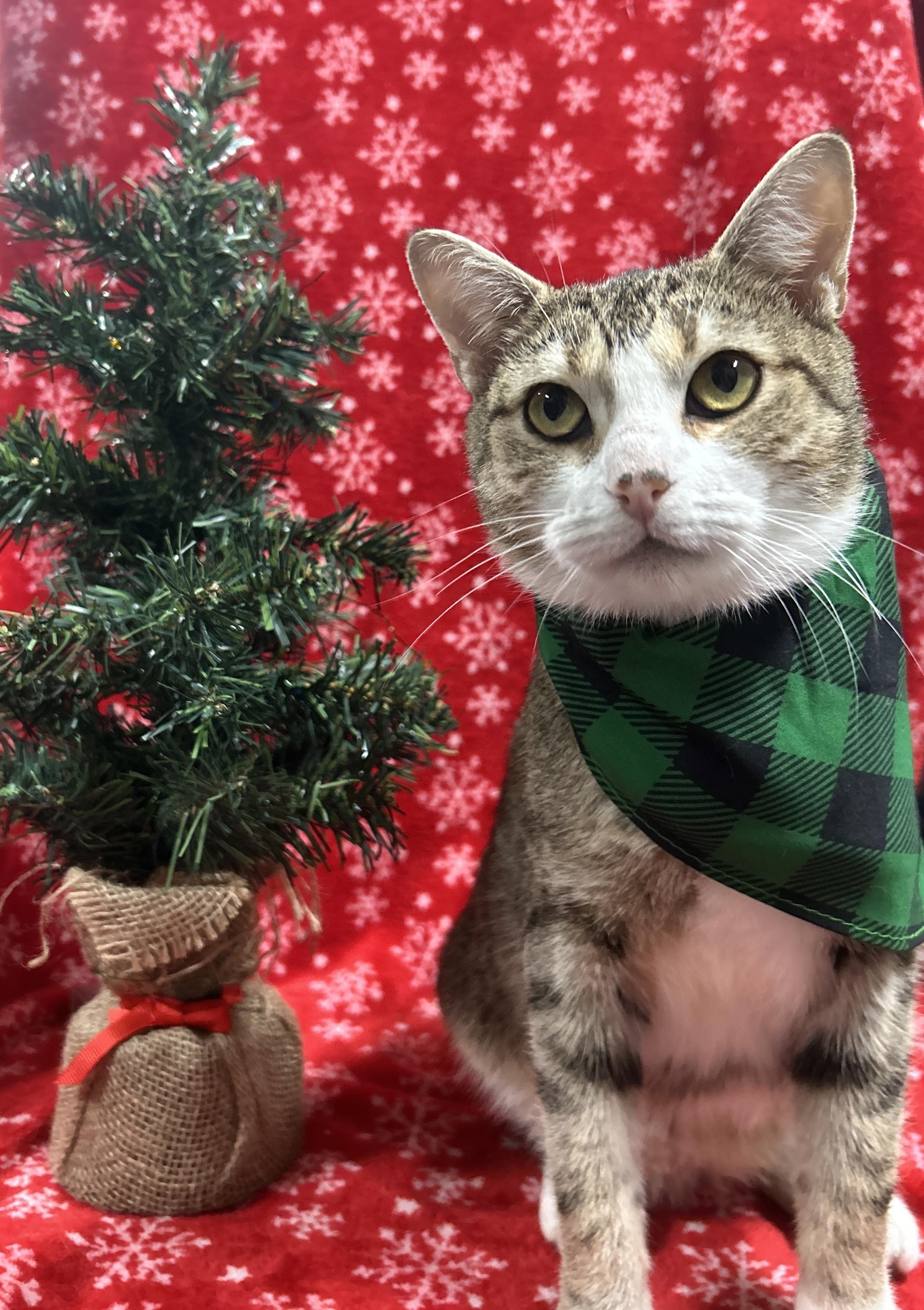 Enlarge MERLOT, a Adoptable Domestic Short Hair in Tillsonburg, ON image 3/6