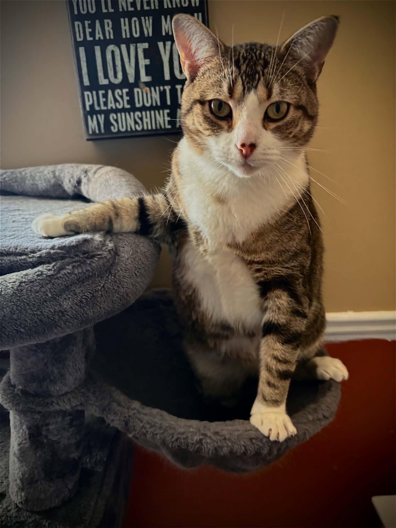 MERLOT (bonded with PINOT), Adoptable, Young Female Domestic Short Hair.