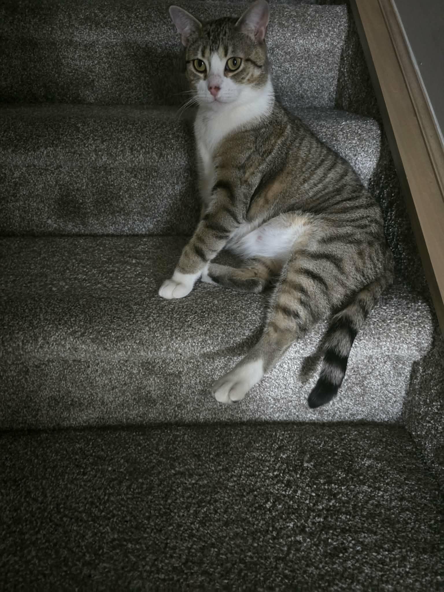 Enlarge MERLOT, a Adoptable Domestic Short Hair in Tillsonburg, ON image 2/6