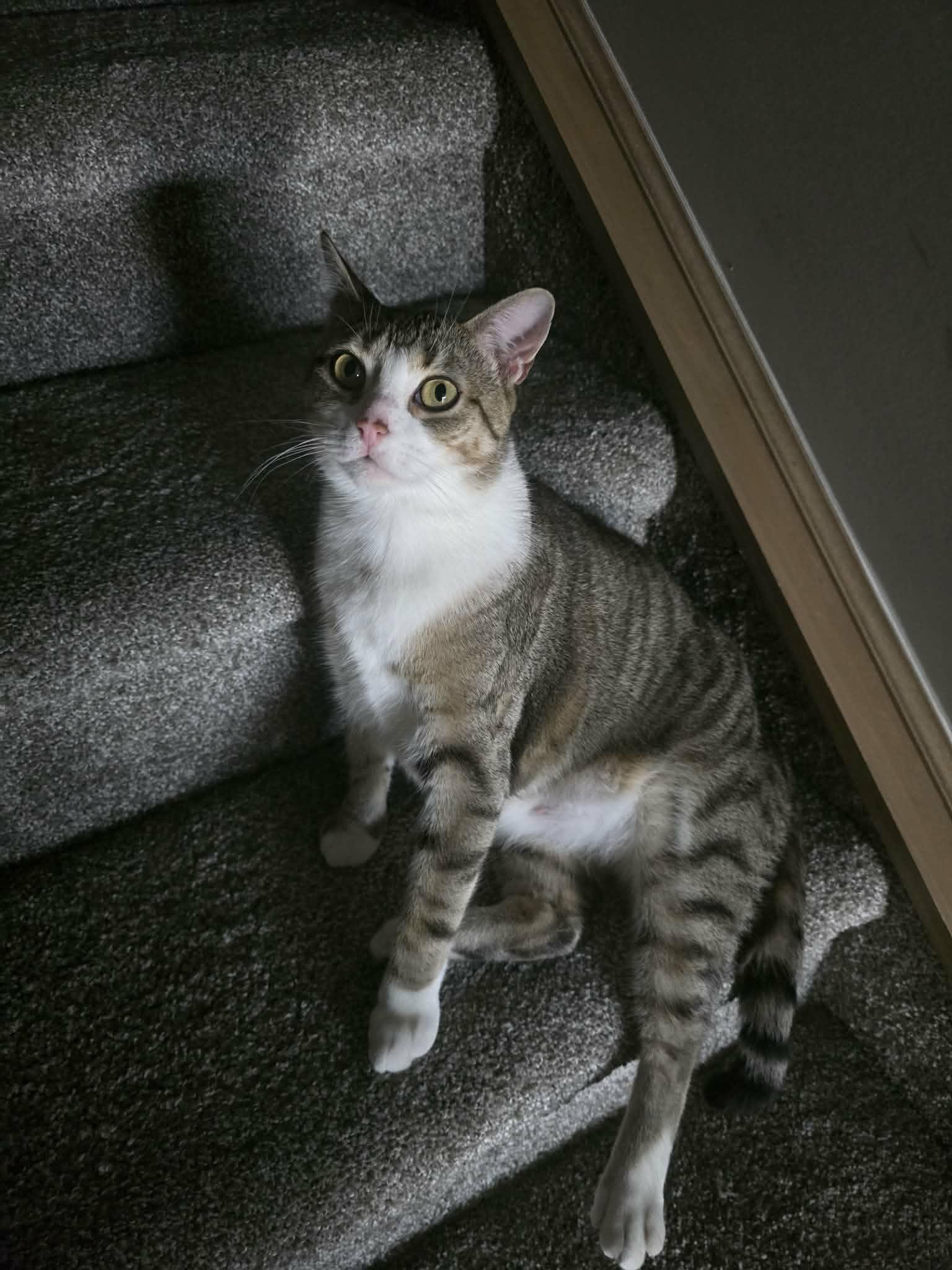 Enlarge MERLOT, a Adoptable Domestic Short Hair in Tillsonburg, ON image 1/6