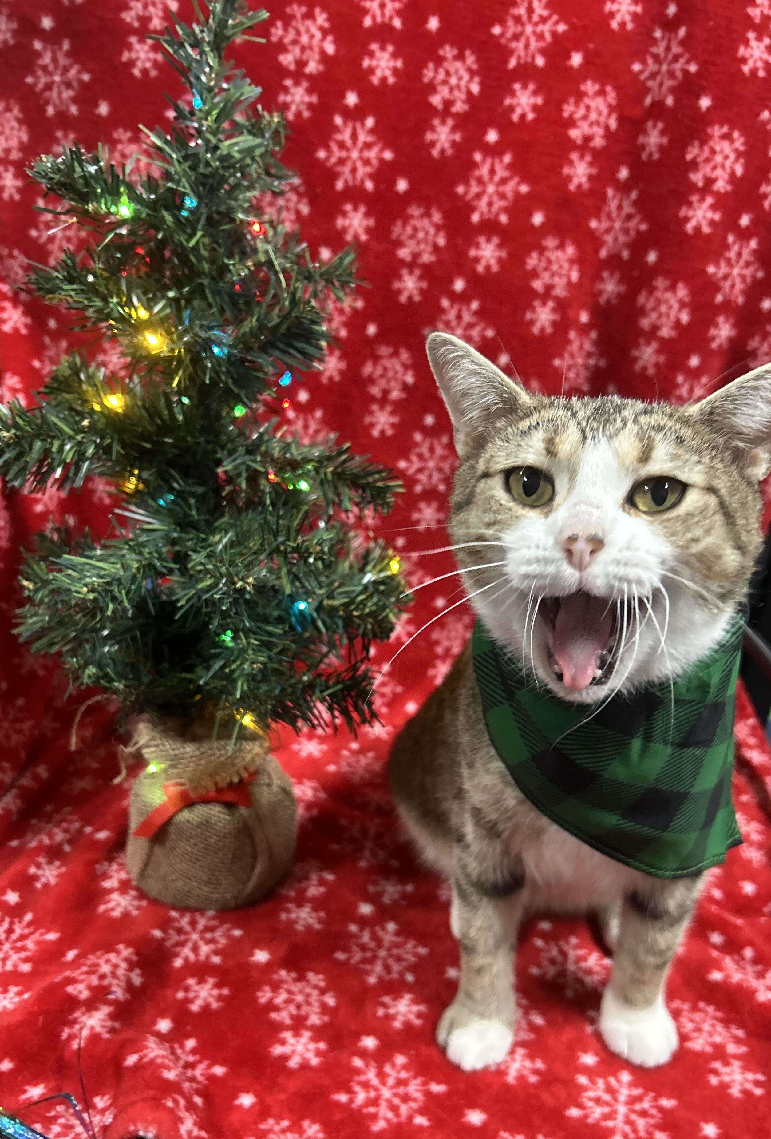 Enlarge MERLOT, a Adoptable Domestic Short Hair in Tillsonburg, ON image 2/6