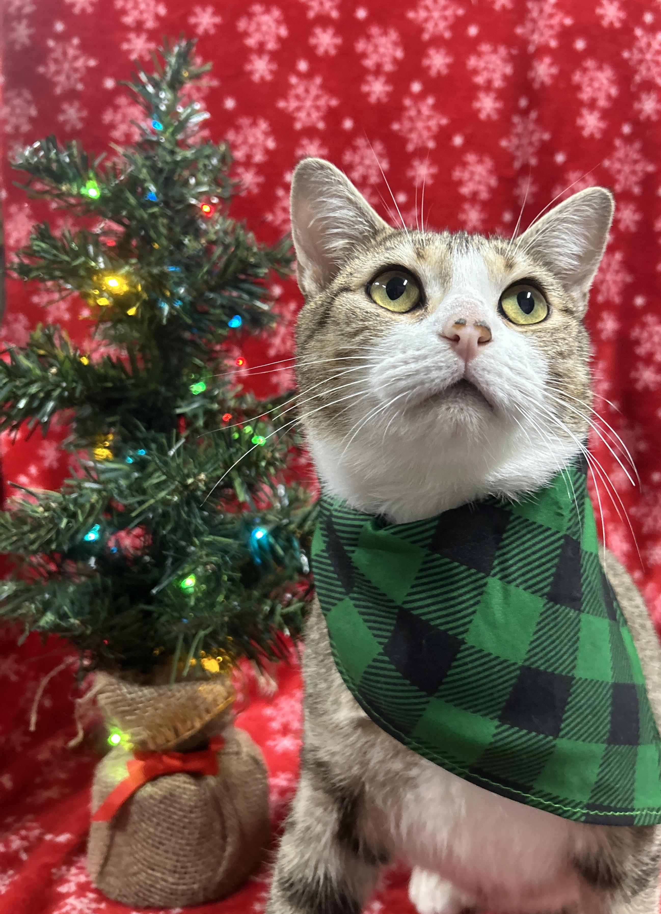 Enlarge MERLOT, a Adoptable Domestic Short Hair in Tillsonburg, ON image 4/6