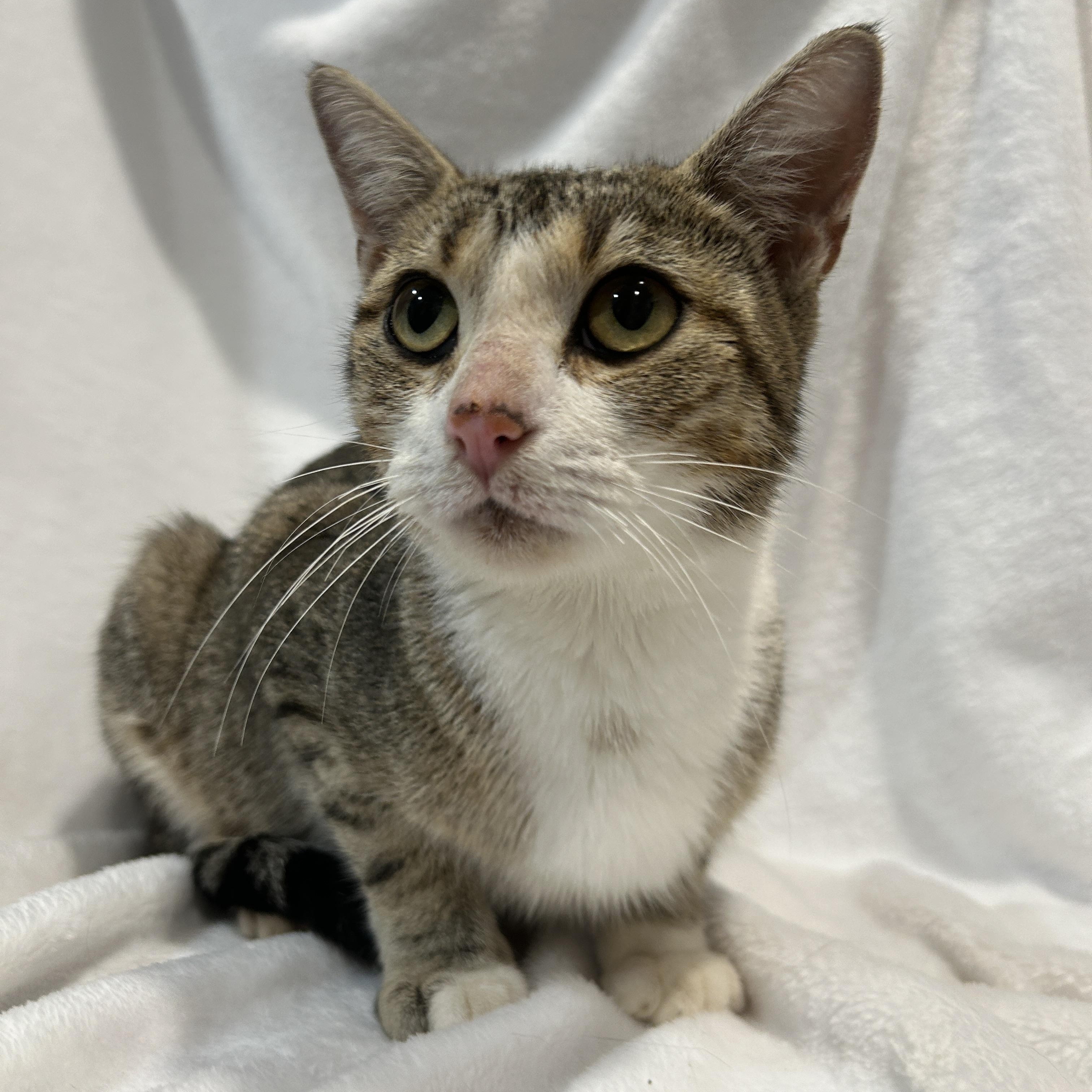 Enlarge MERLOT, a Adoptable Domestic Short Hair in Tillsonburg, ON image 5/6