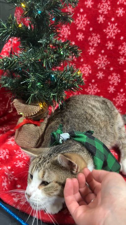 Enlarge MERLOT, a Adoptable Domestic Short Hair in Tillsonburg, ON video 6/6