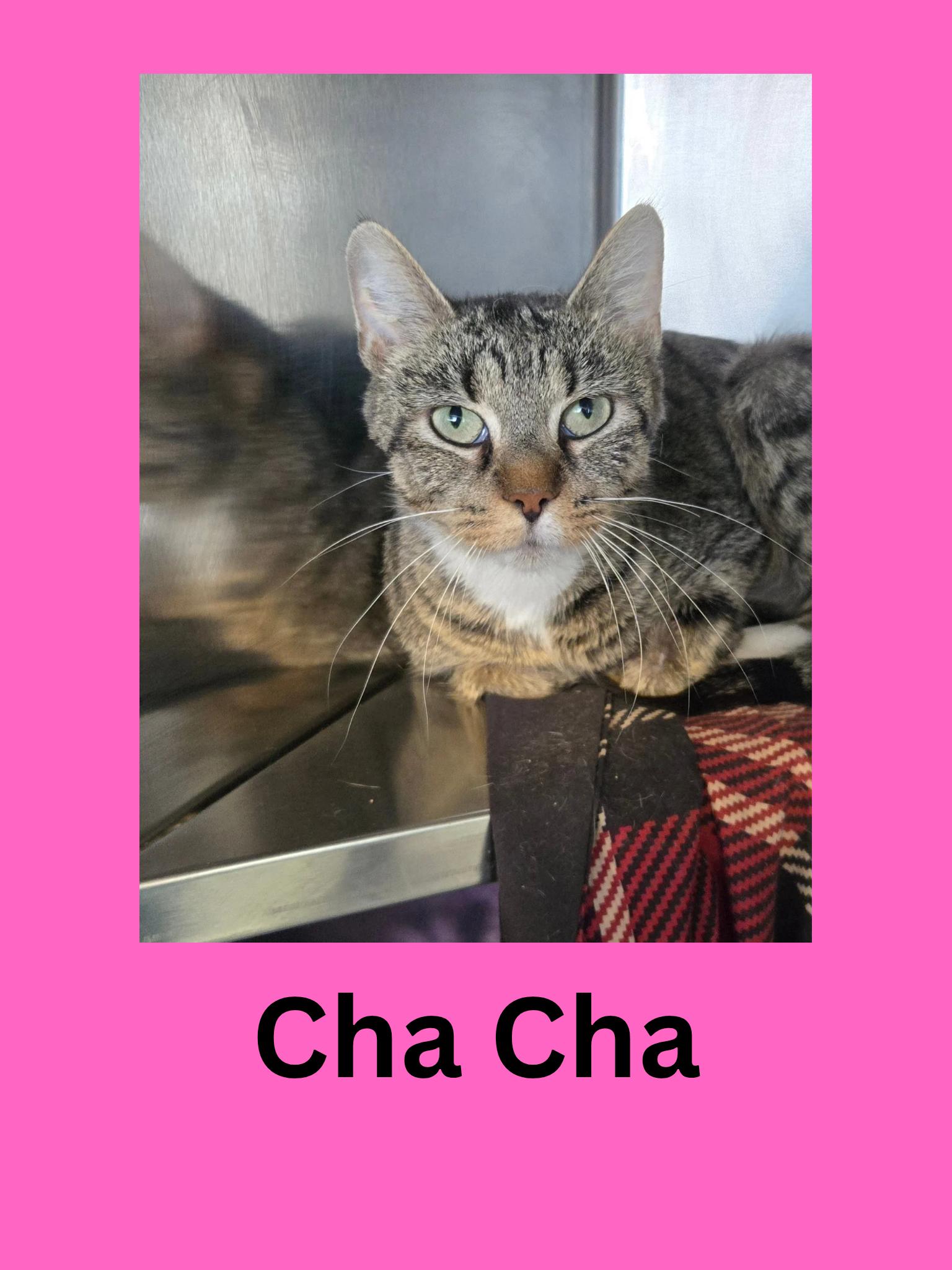 Cha Cha, ADOPTABLE, Adult Female Domestic Short Hair.