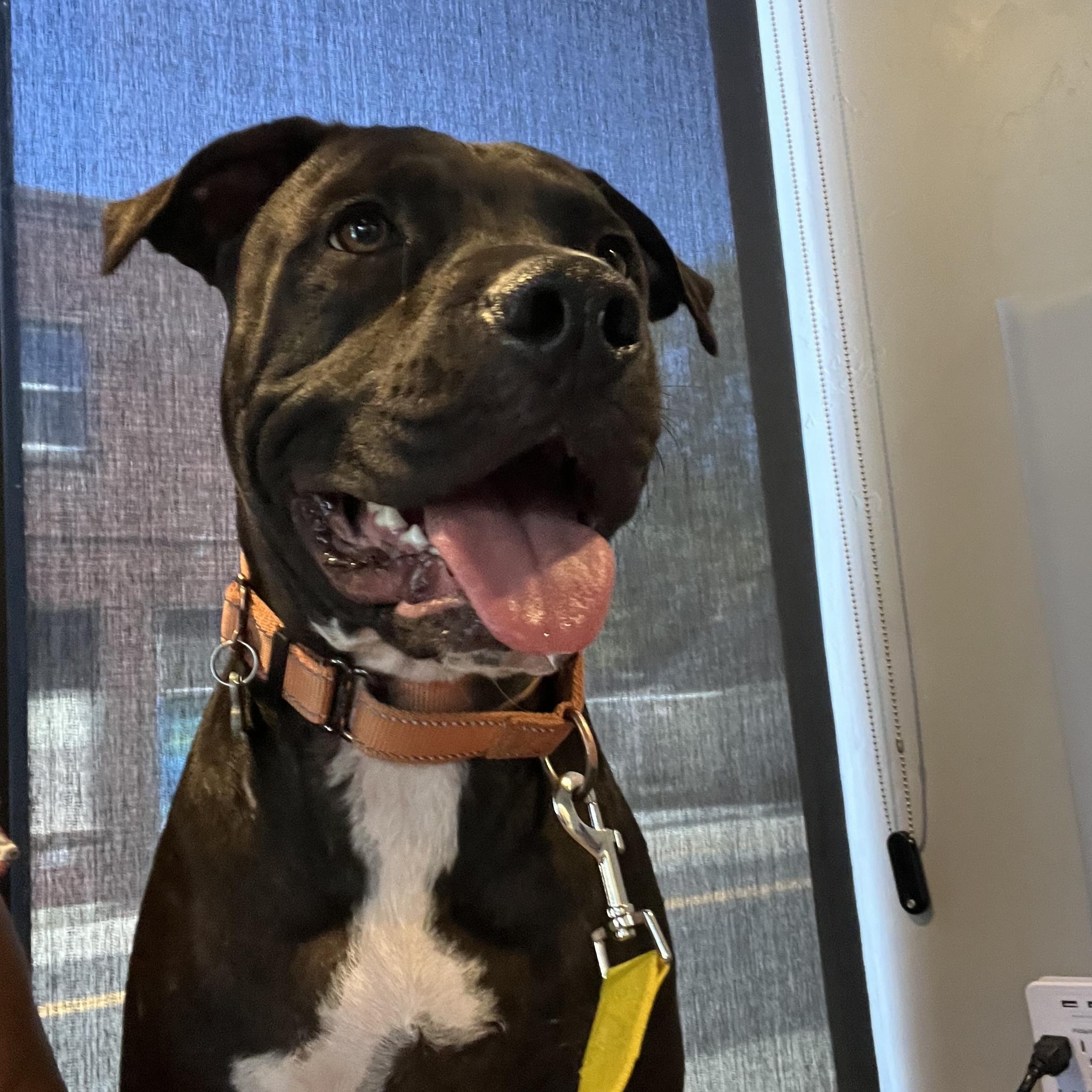 Enlarge Lucky, a Adoptable mixed breed in Sacramento, CA image 4/6