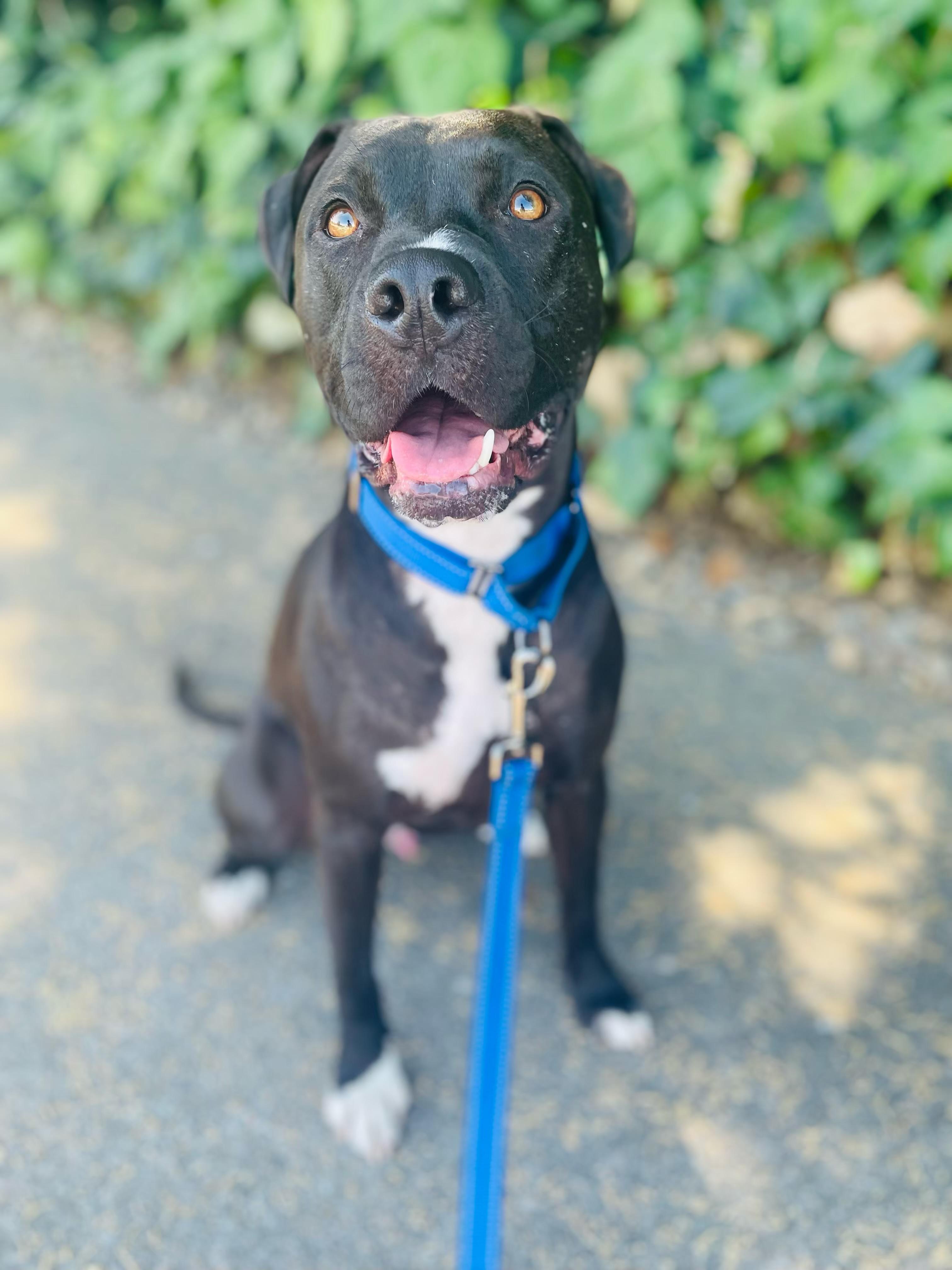 Enlarge Lucky, a Adoptable mixed breed in Sacramento, CA image 1/6