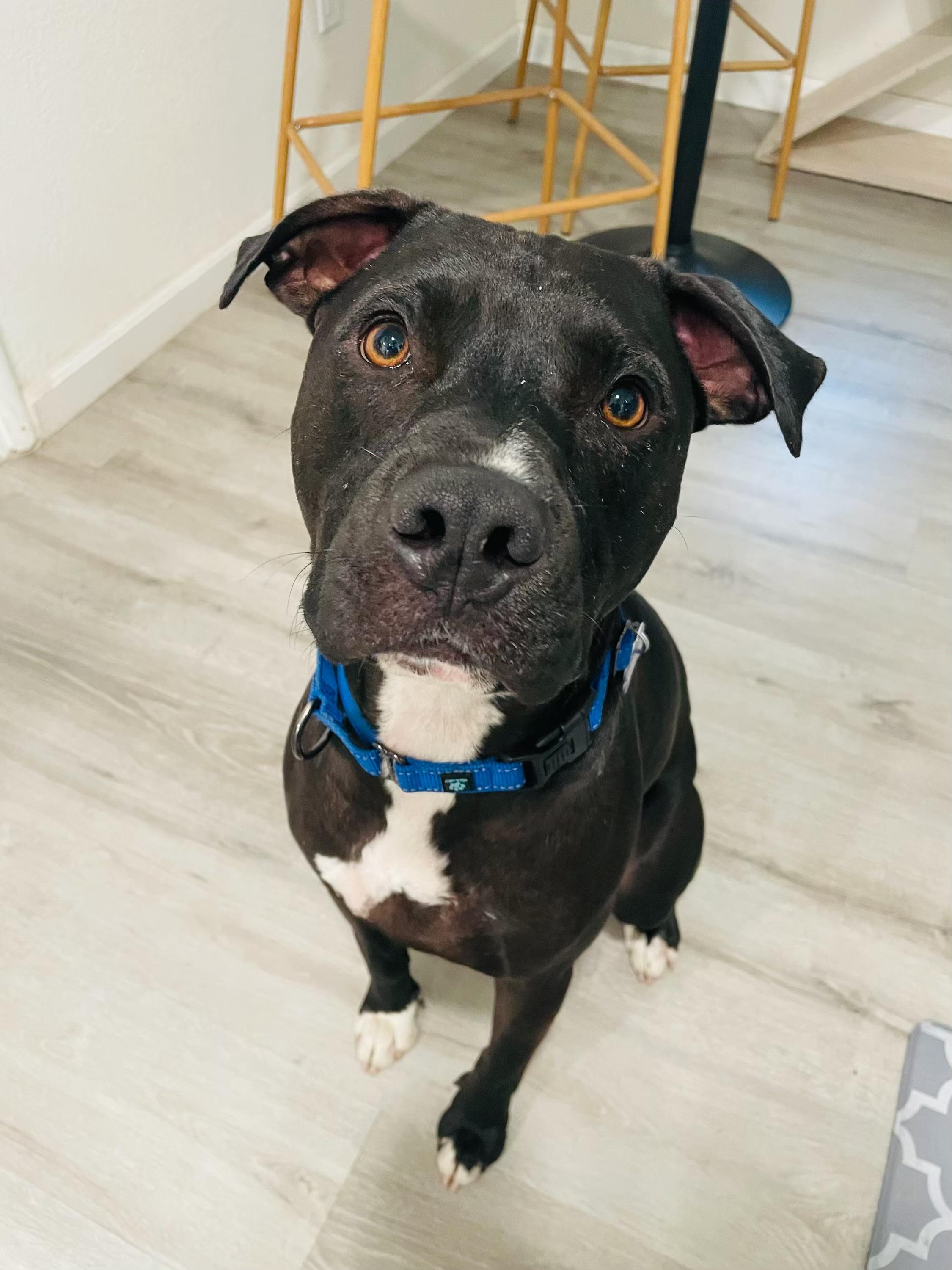 Enlarge Lucky, a Adoptable mixed breed in Sacramento, CA image 3/6