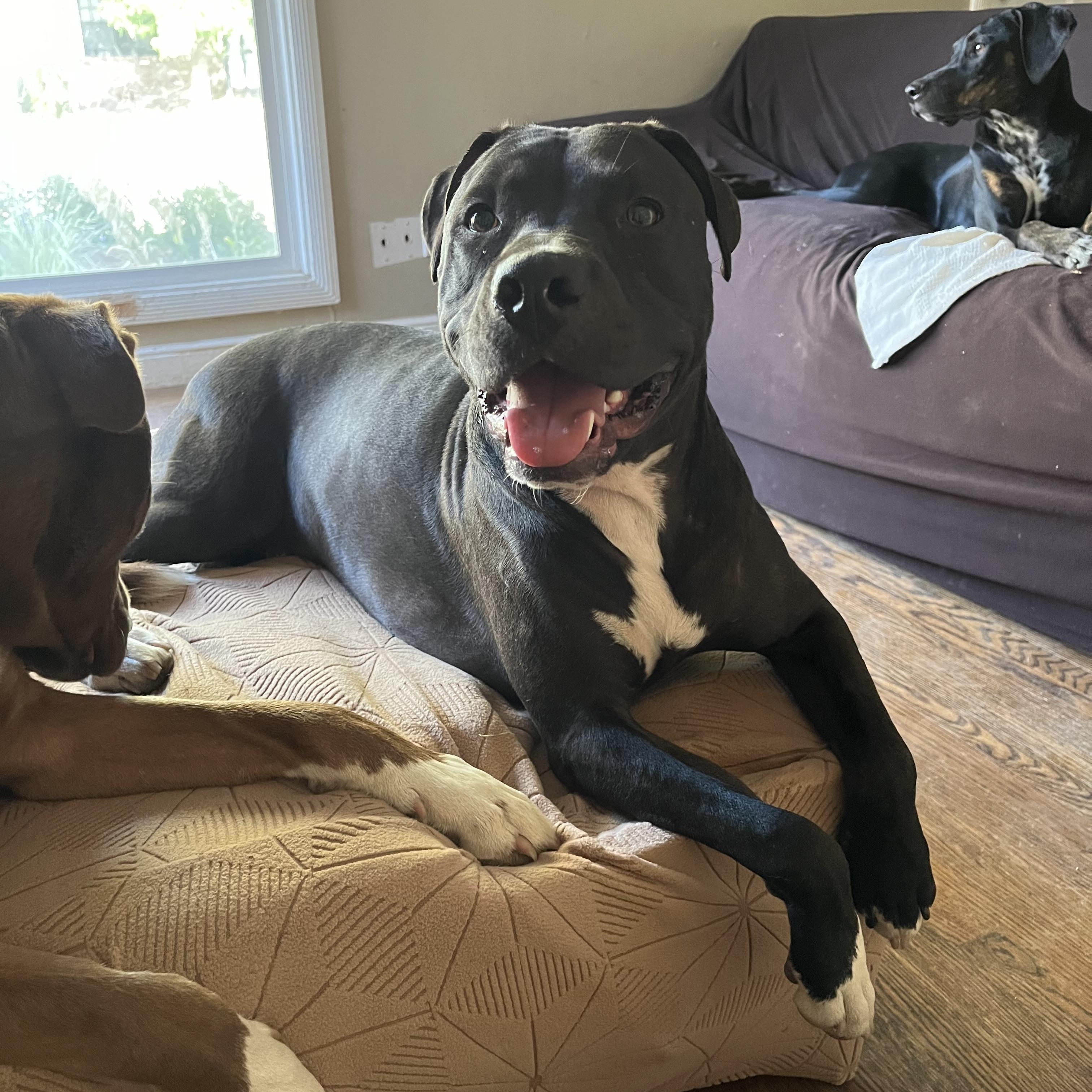 Enlarge Lucky, a Adoptable mixed breed in Sacramento, CA image 5/6