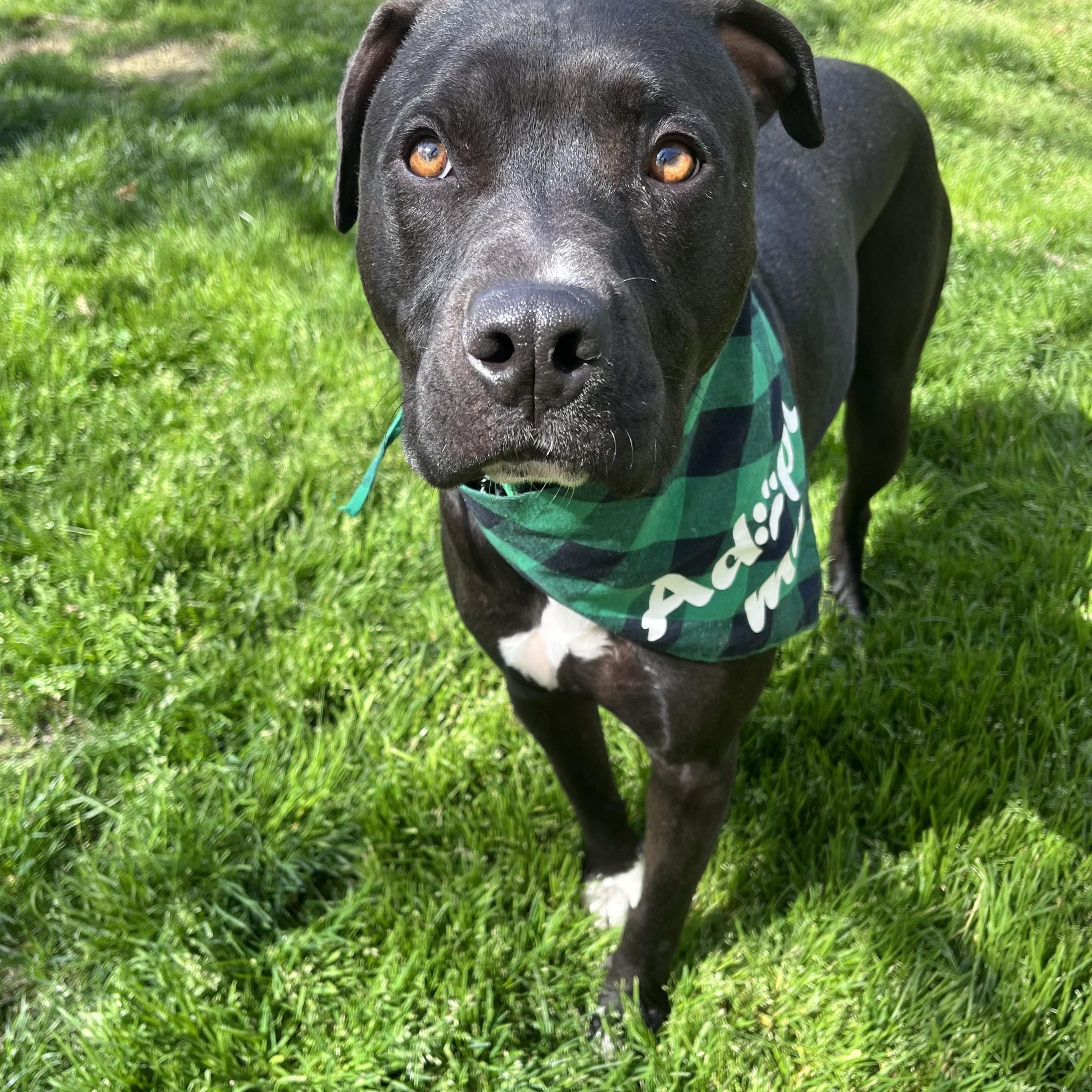 Enlarge Lucky, a Adoptable mixed breed in Sacramento, CA image 6/6