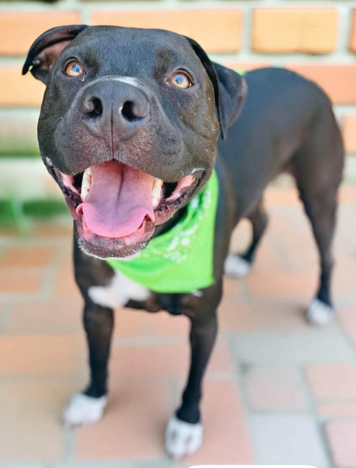 Enlarge Lucky, a Adoptable mixed breed in Sacramento, CA image 2/6