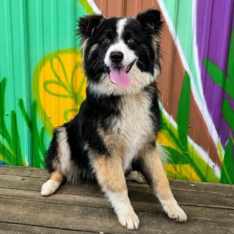 Duke, Adopted, Young Male Australian Shepherd & Siberian Husky.