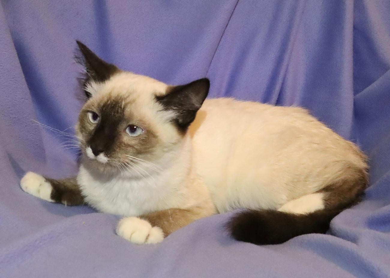 Stache, an adopted mixed breed in Euclid, OH image 6/6