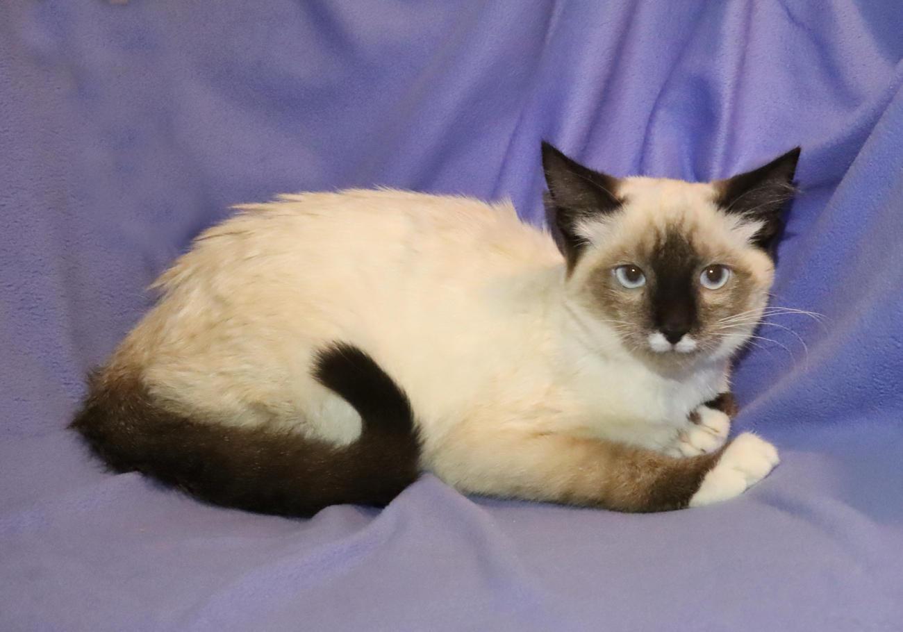 Stache, an adopted mixed breed in Euclid, OH image 3/6