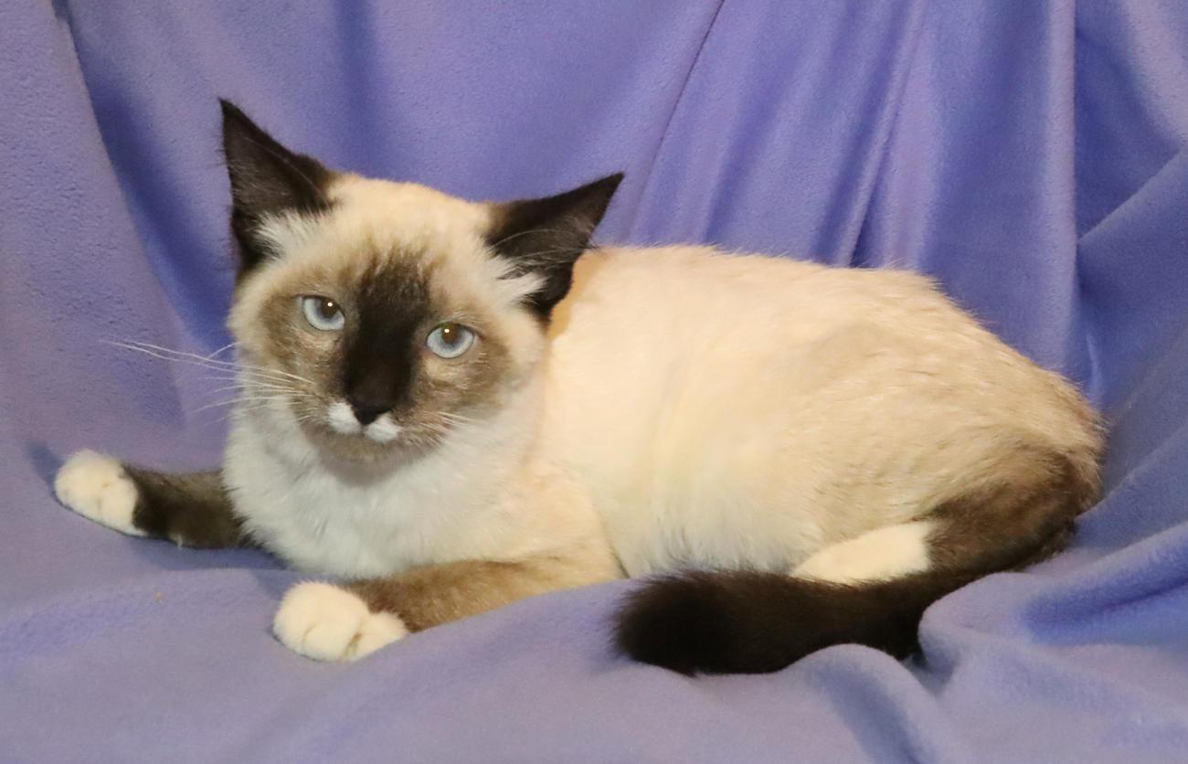 Stache, an adopted mixed breed in Euclid, OH image 5/6