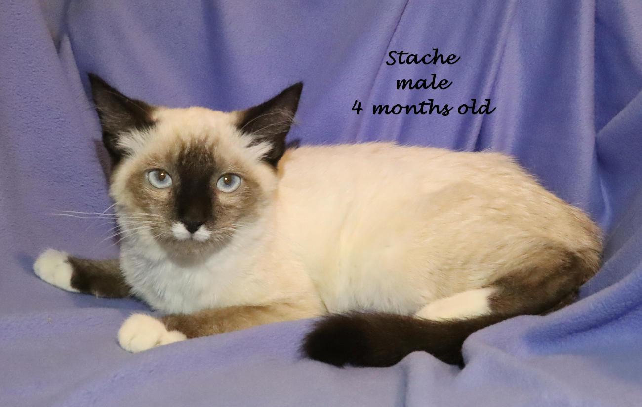 Stache, an adopted mixed breed in Euclid, OH image 2/6