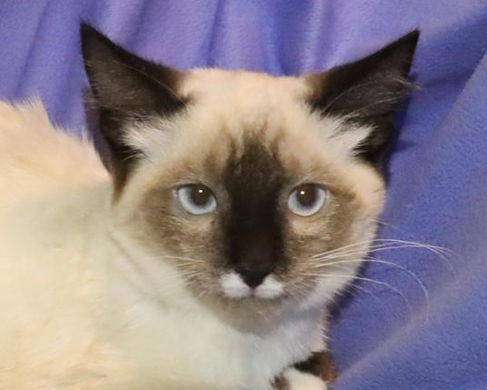 Stache, adopted, Kitten Male Siamese.