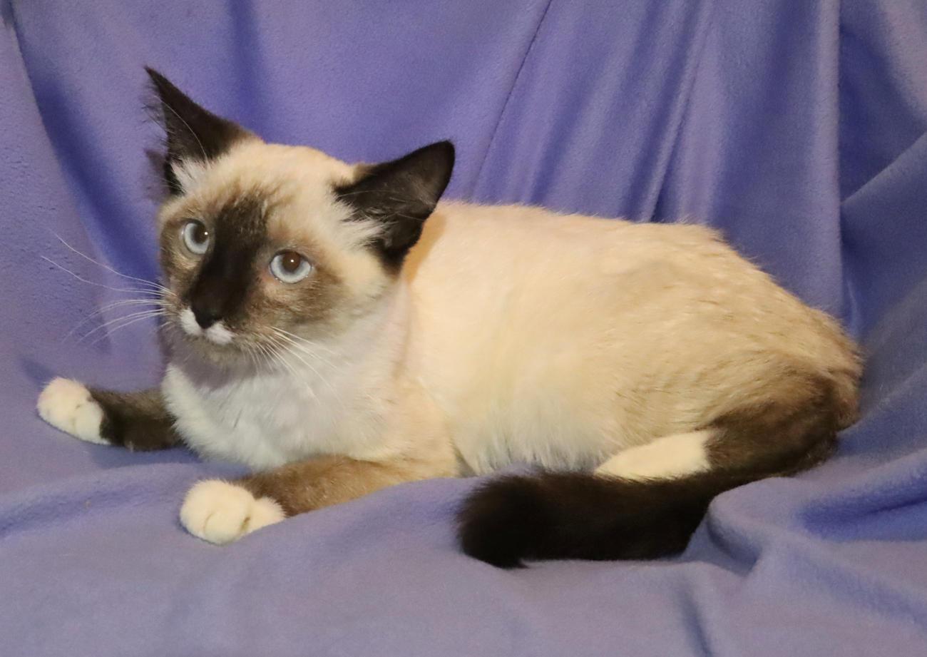 Stache, an adopted mixed breed in Euclid, OH image 4/6