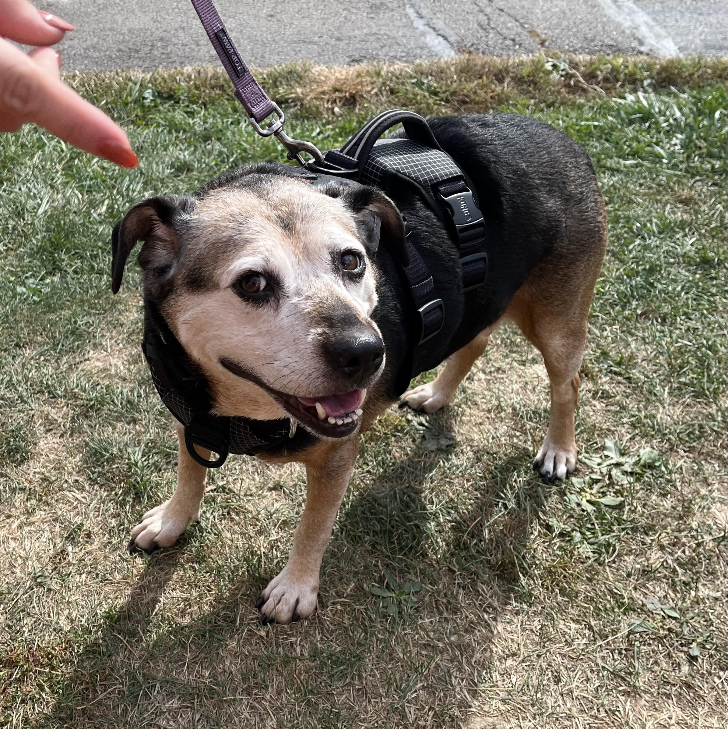 Princess (aka Large Marge!), an adoption pending mixed breed in Washington, PA image 4/6