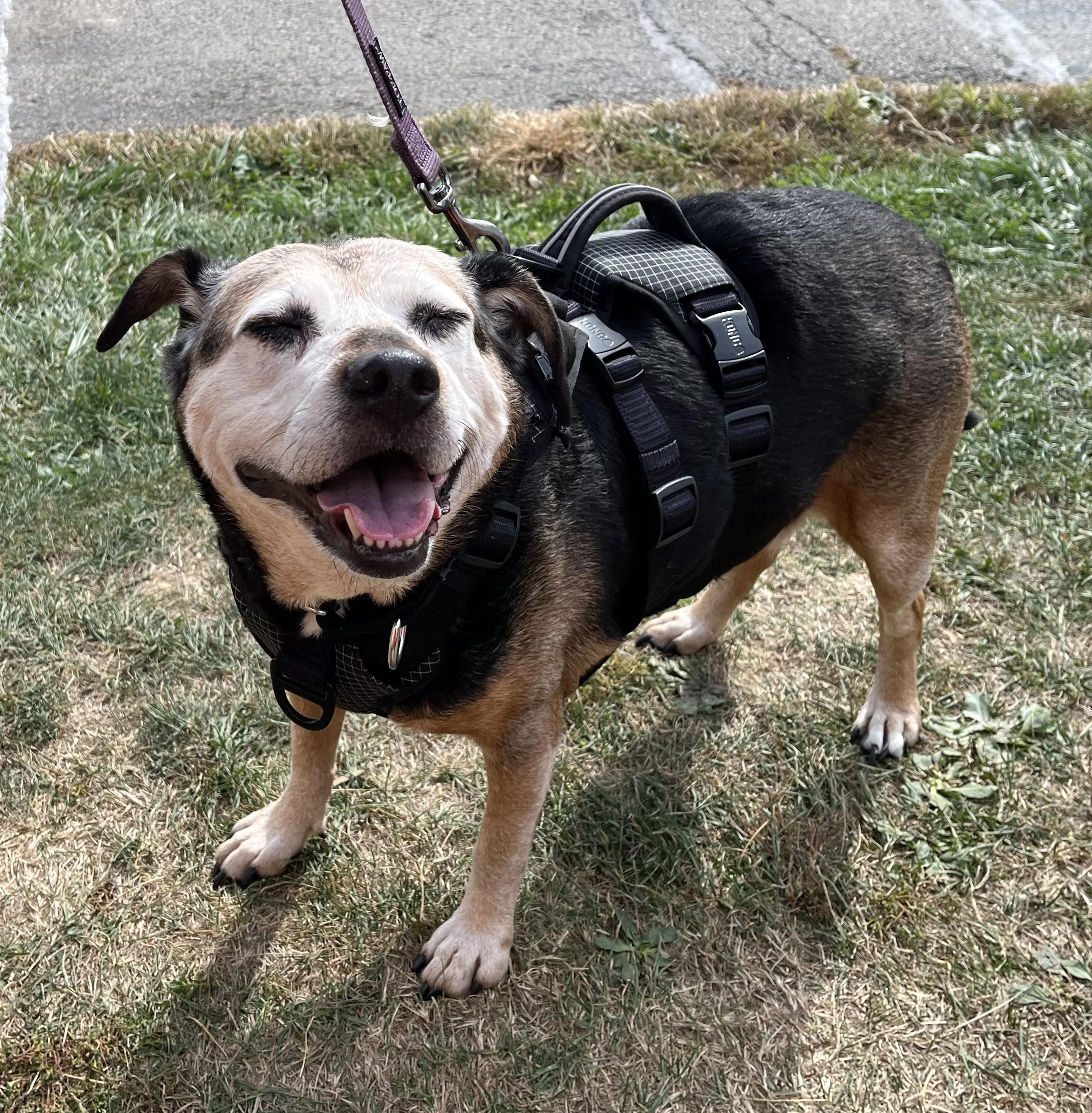 Princess (aka Large Marge!), an adoption pending mixed breed in Washington, PA image 2/6