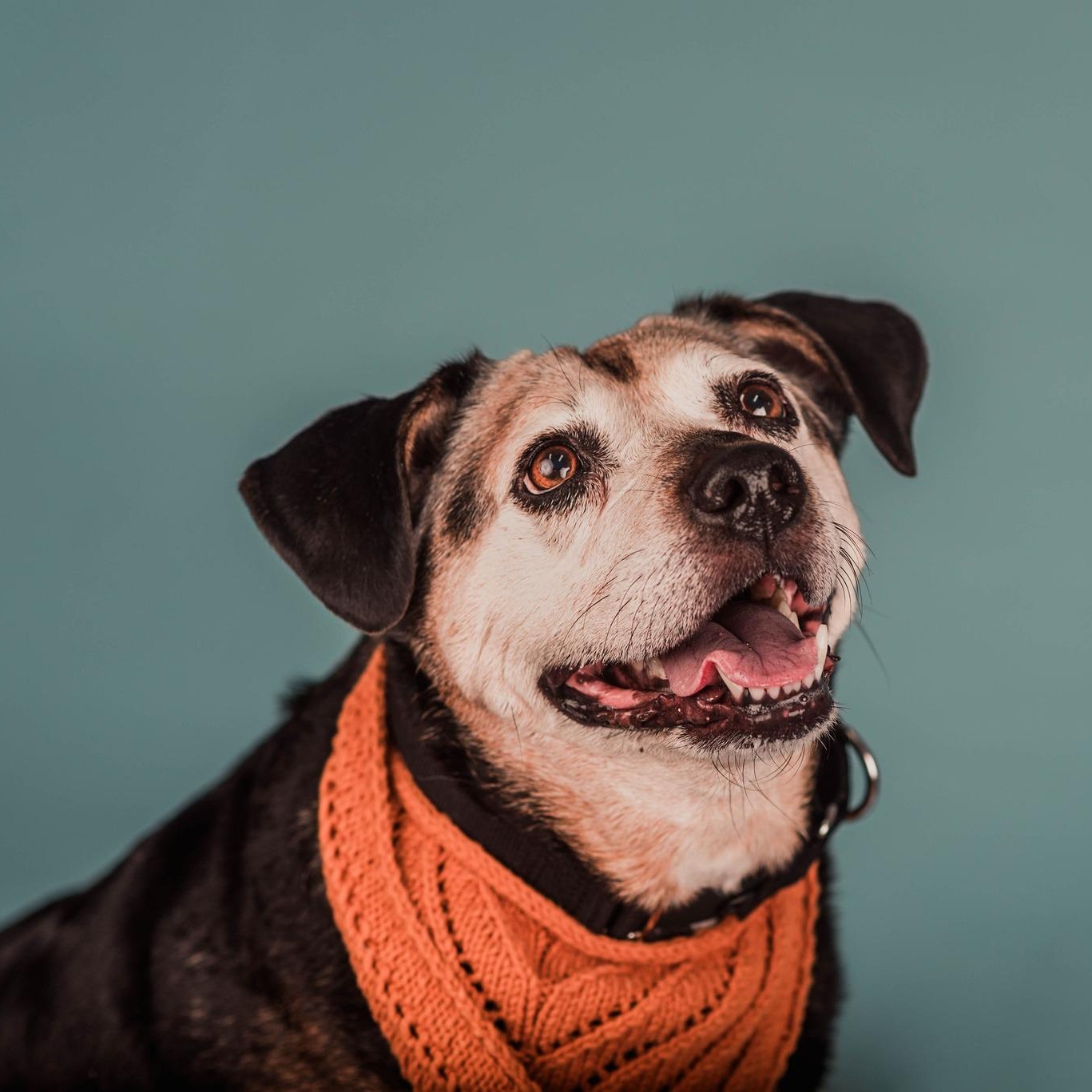 Princess (aka Large Marge!), an adoption pending mixed breed in Washington, PA image 3/6