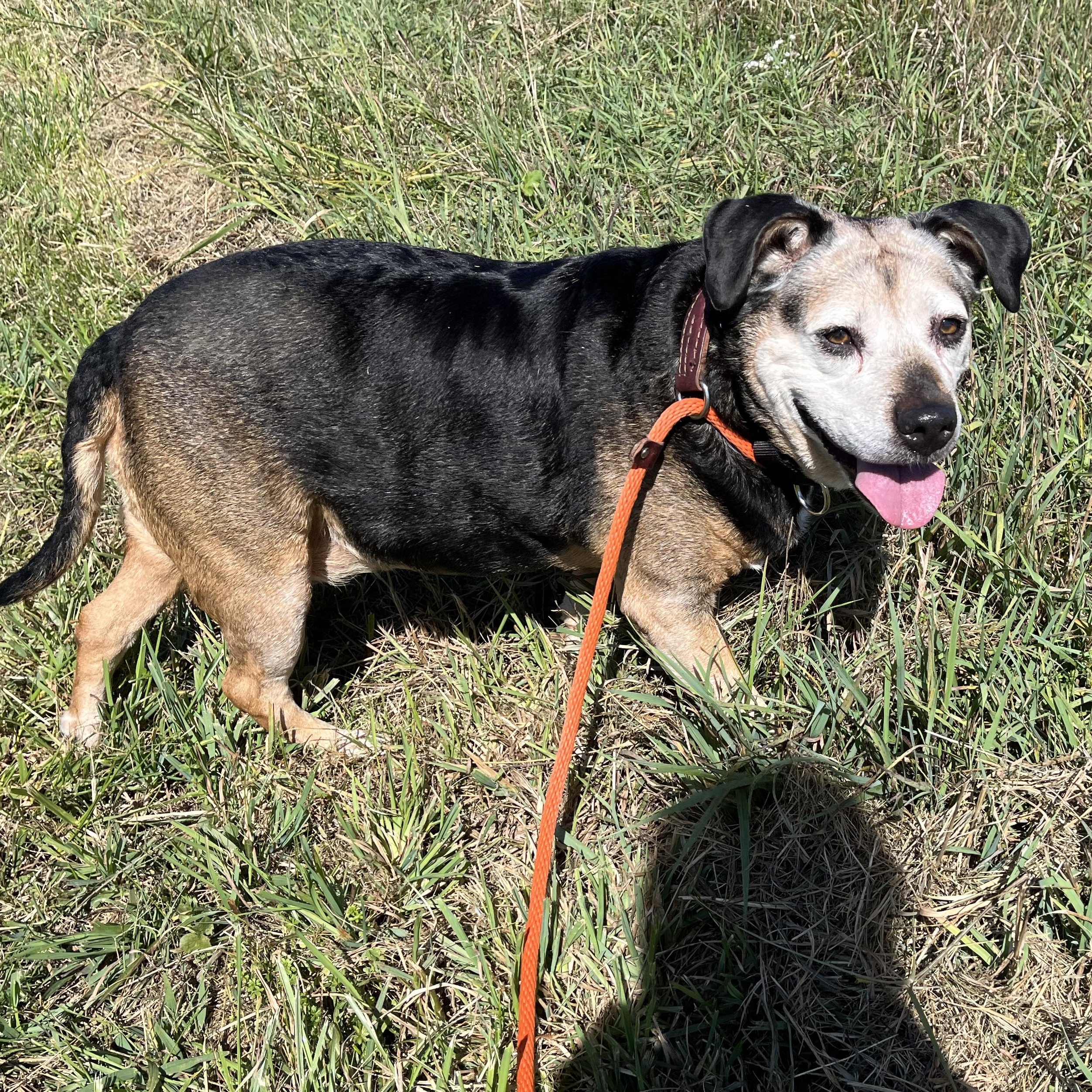 Princess (aka Large Marge!), an adoption pending mixed breed in Washington, PA image 6/6