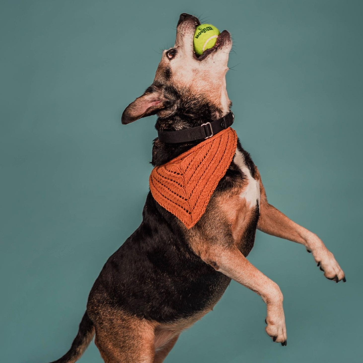 Princess (aka Large Marge!), an adoption pending mixed breed in Washington, PA image 5/6