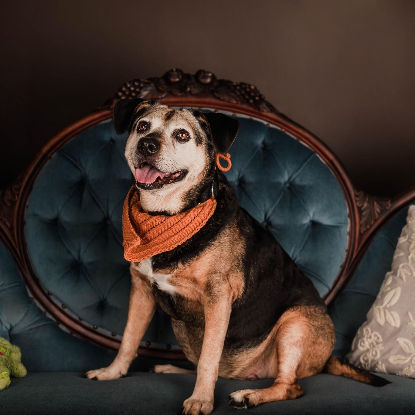 Princess (aka Large Marge!), an adoption pending mixed breed in Washington, PA image 1/6