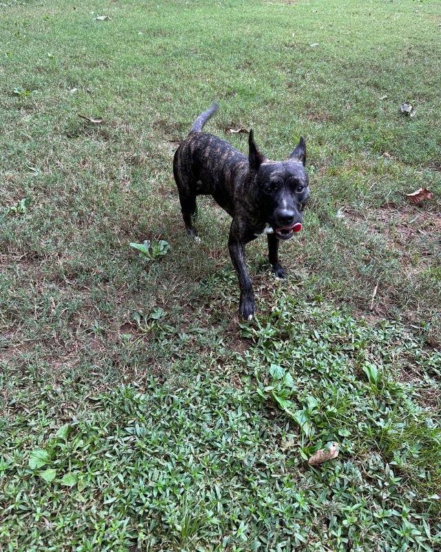 Major Payne, Adoptable, Young Male Pit Bull Terrier & Boston Terrier.