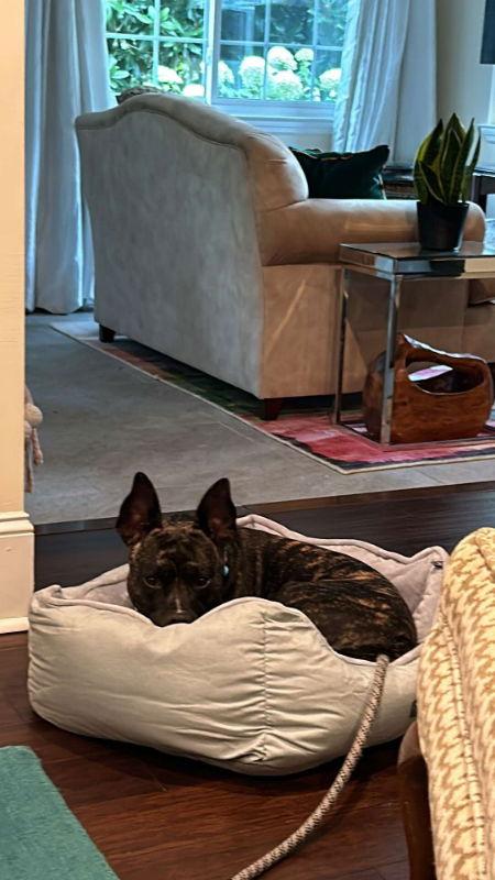 Major Payne, a Adoptable mixed breed in Ball Ground, GA image 2/3