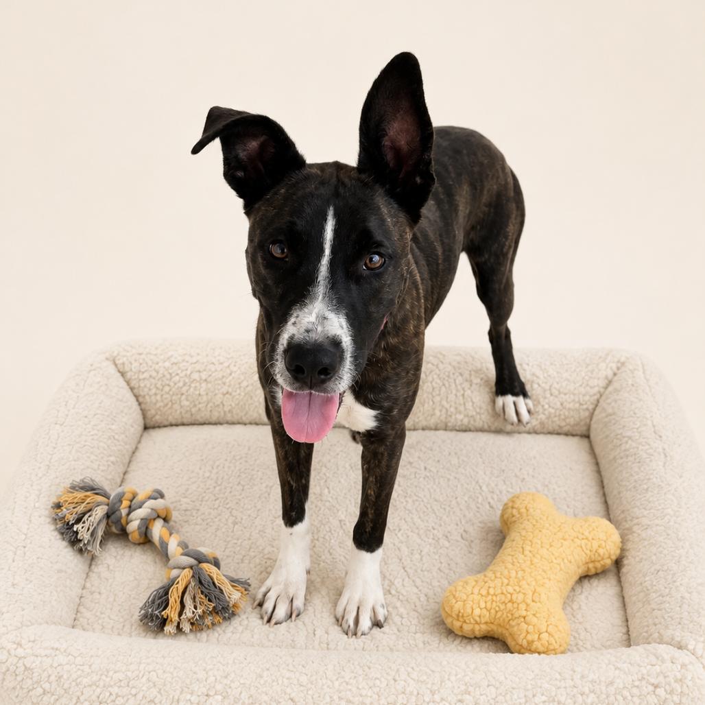 Stevie, Adoptable, Young Male Pit Bull Terrier & Bull Terrier.