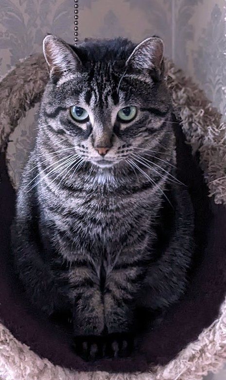 Riley, a Adoptable Domestic Short Hair in White Bear Lake, MN image 4/6