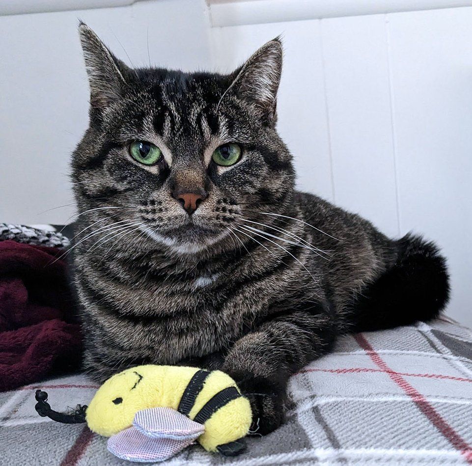 Riley, a Adoptable Domestic Short Hair in White Bear Lake, MN image 5/6