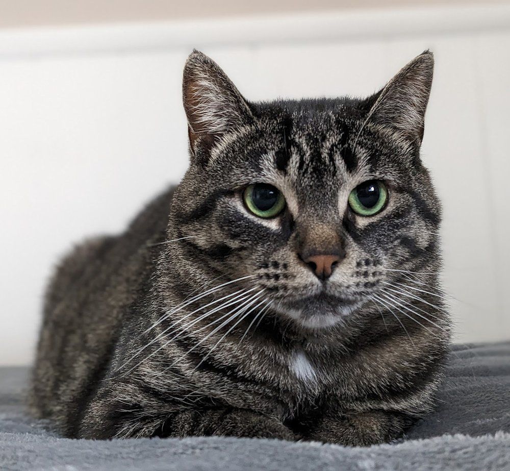 Riley, a Adoptable Domestic Short Hair in White Bear Lake, MN image 6/6