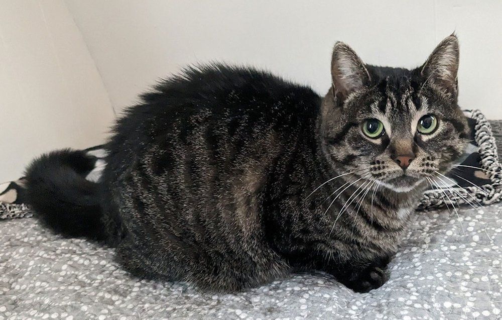 Riley, a Adoptable Domestic Short Hair in White Bear Lake, MN image 2/6