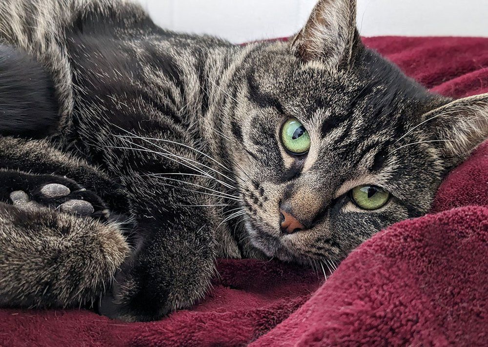Riley, Adoptable, Adult Female Domestic Short Hair.